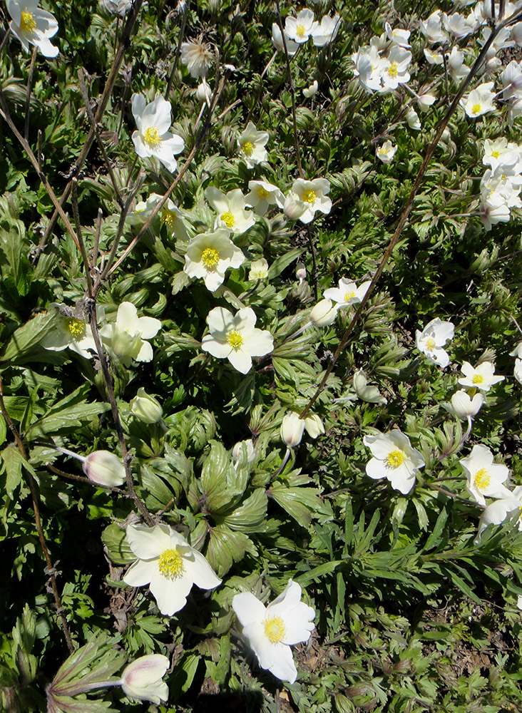 Image of Anemone sylvestris specimen.