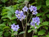 род Polemonium