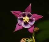 Aquilegia vulgaris