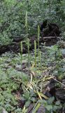 Ornithogalum arcuatum