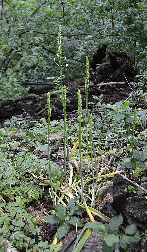 Изображение особи Ornithogalum arcuatum.