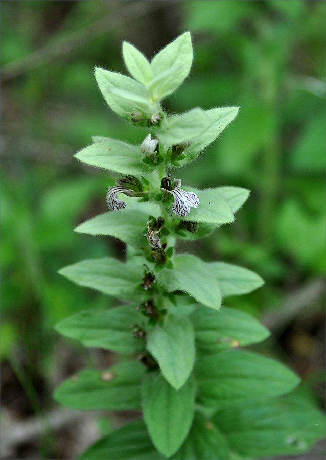 Image of Ajuga laxmannii specimen.