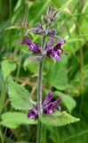 Stachys sylvatica