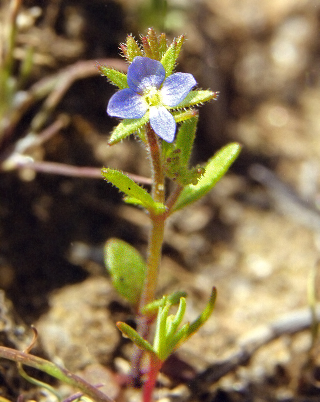 Image of Veronica dillenii specimen.