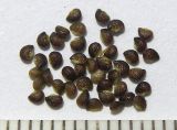 Potentilla obscura