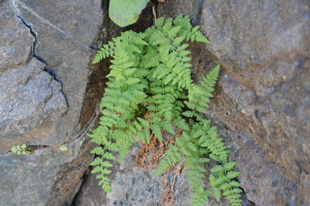 Изображение особи Cystopteris fragilis.