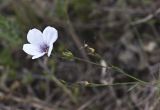 Linum tenuifolium