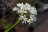 Allium denudatum