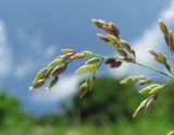 Milium effusum