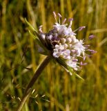 Succisa pratensis