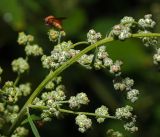 Chenopodium album