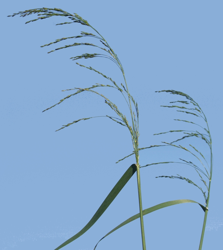 Image of Poa palustris specimen.