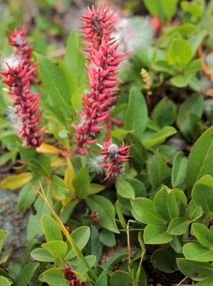 Image of Salix rectijulis specimen.