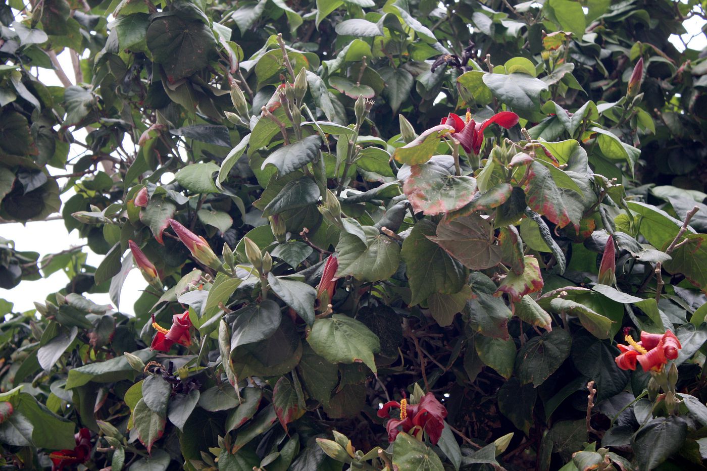 Image of Hibiscus elatus specimen.