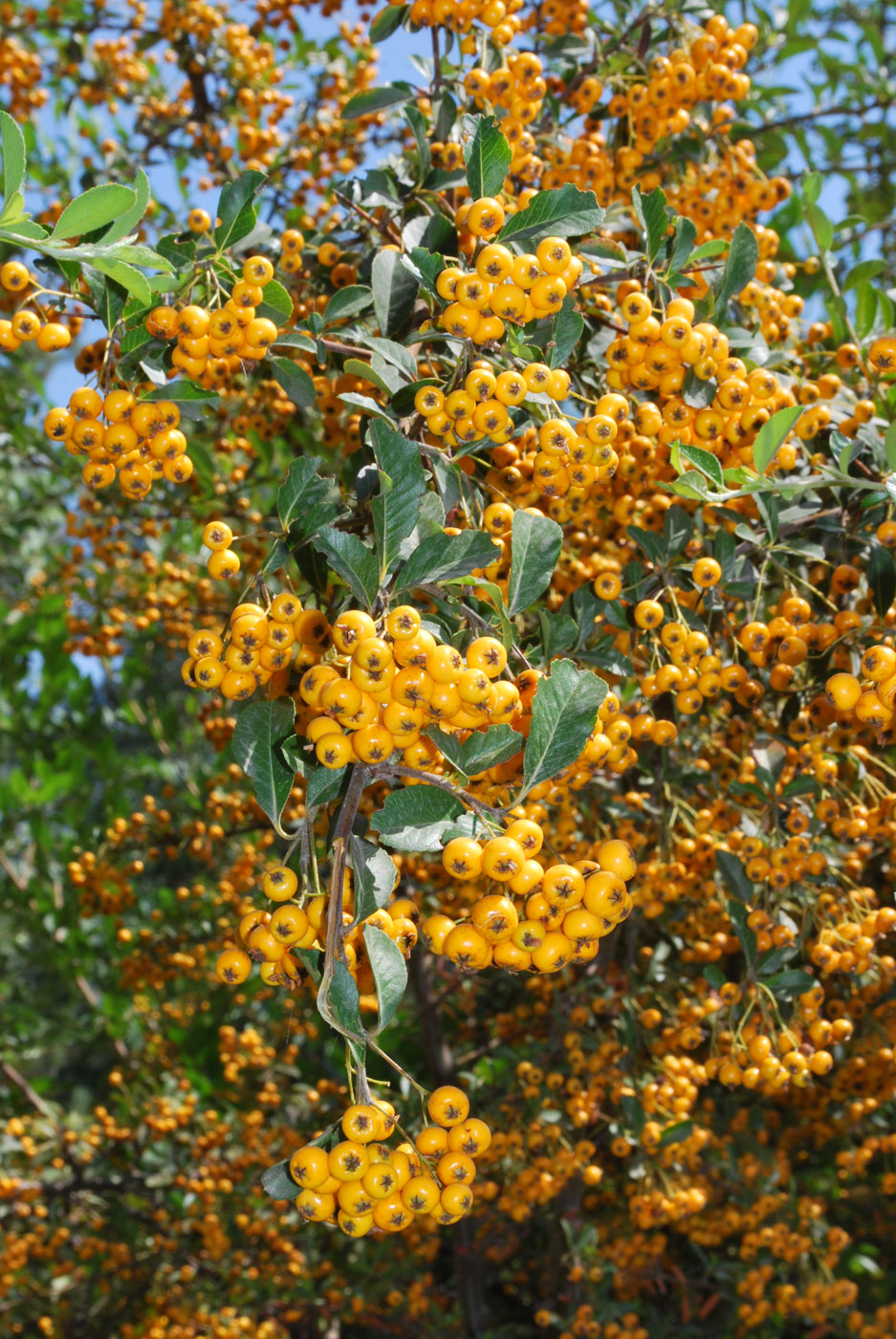 Image of Pyracantha crenulata specimen.