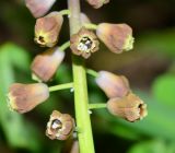 Leopoldia bicolor. Нижняя часть соцветия. Израиль, Шарон, пос. Кфар Шмариягу, заповедник. 15.03.2015.