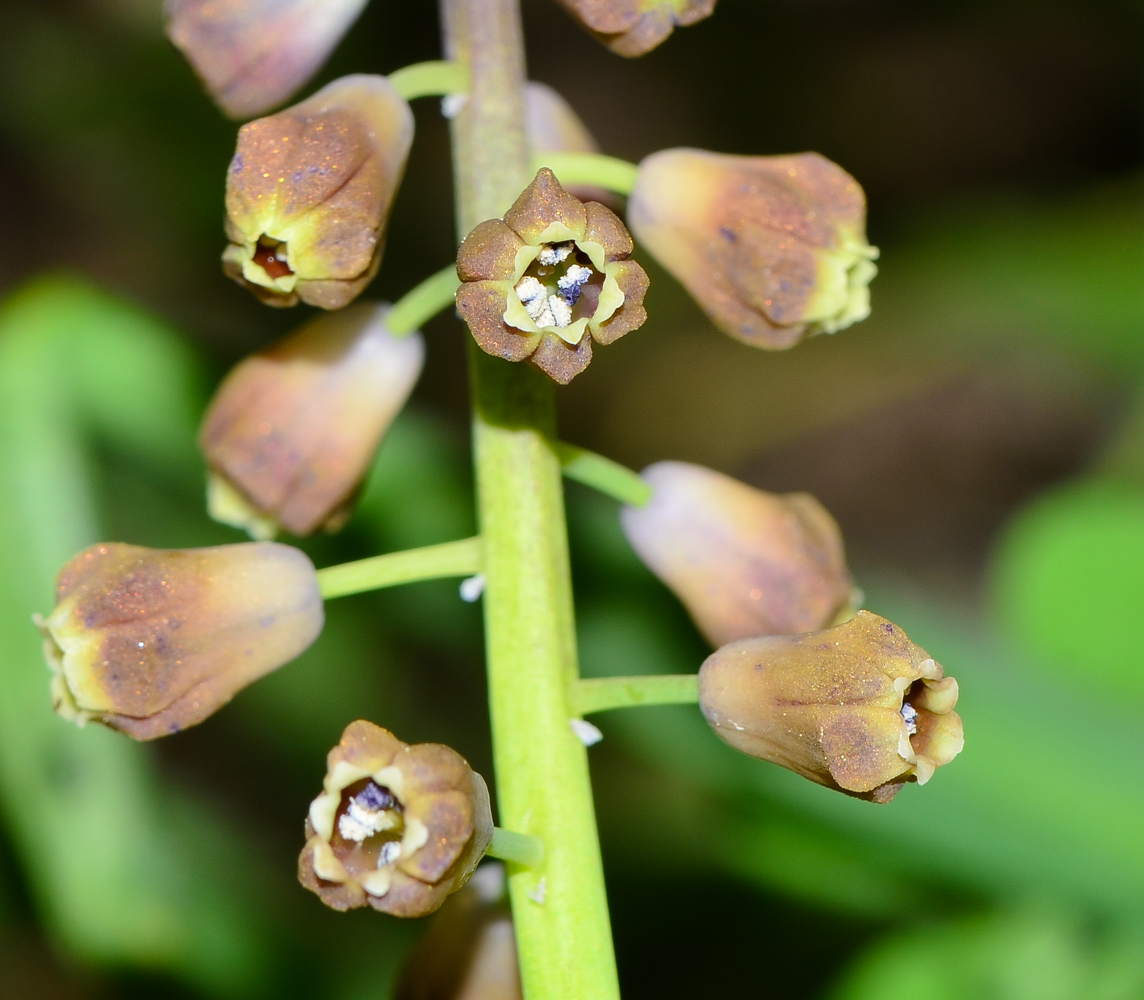 Image of Leopoldia bicolor specimen.