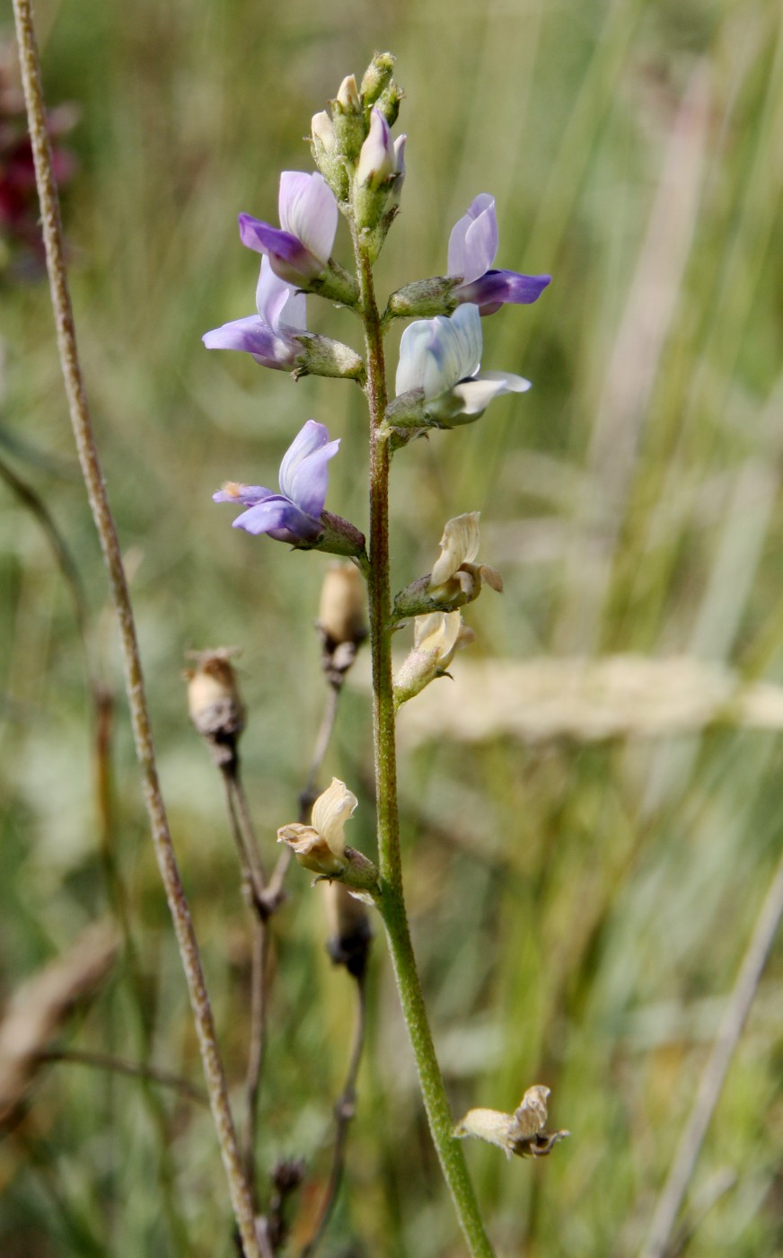 Изображение особи Oxytropis glabra.