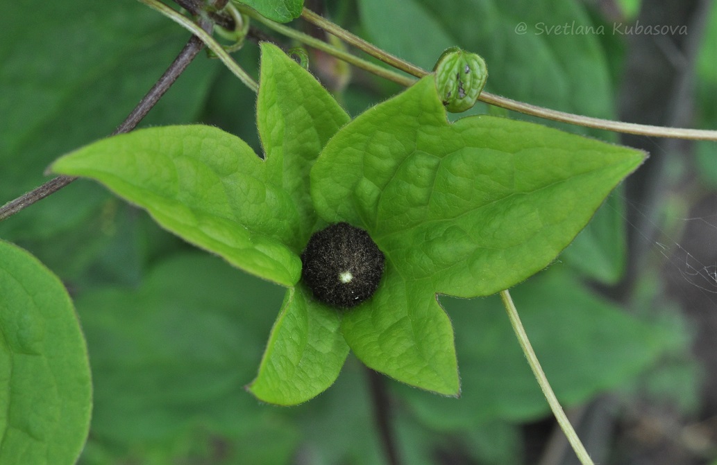 Image of Clematis fusca specimen.