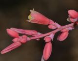 Hesperaloe parviflora. Верхушка общего соцветия с бутонами и цветком. Израиль, северный Негев, местный совет Легавим, железнодорожная станция Легавим - Рагат, цветник, в культуре. 27.10.2016.