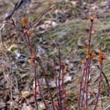 Rosa acicularis