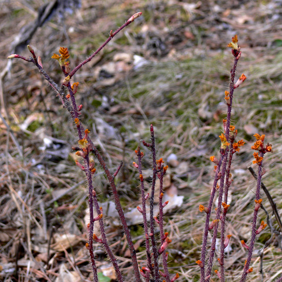 Изображение особи Rosa acicularis.