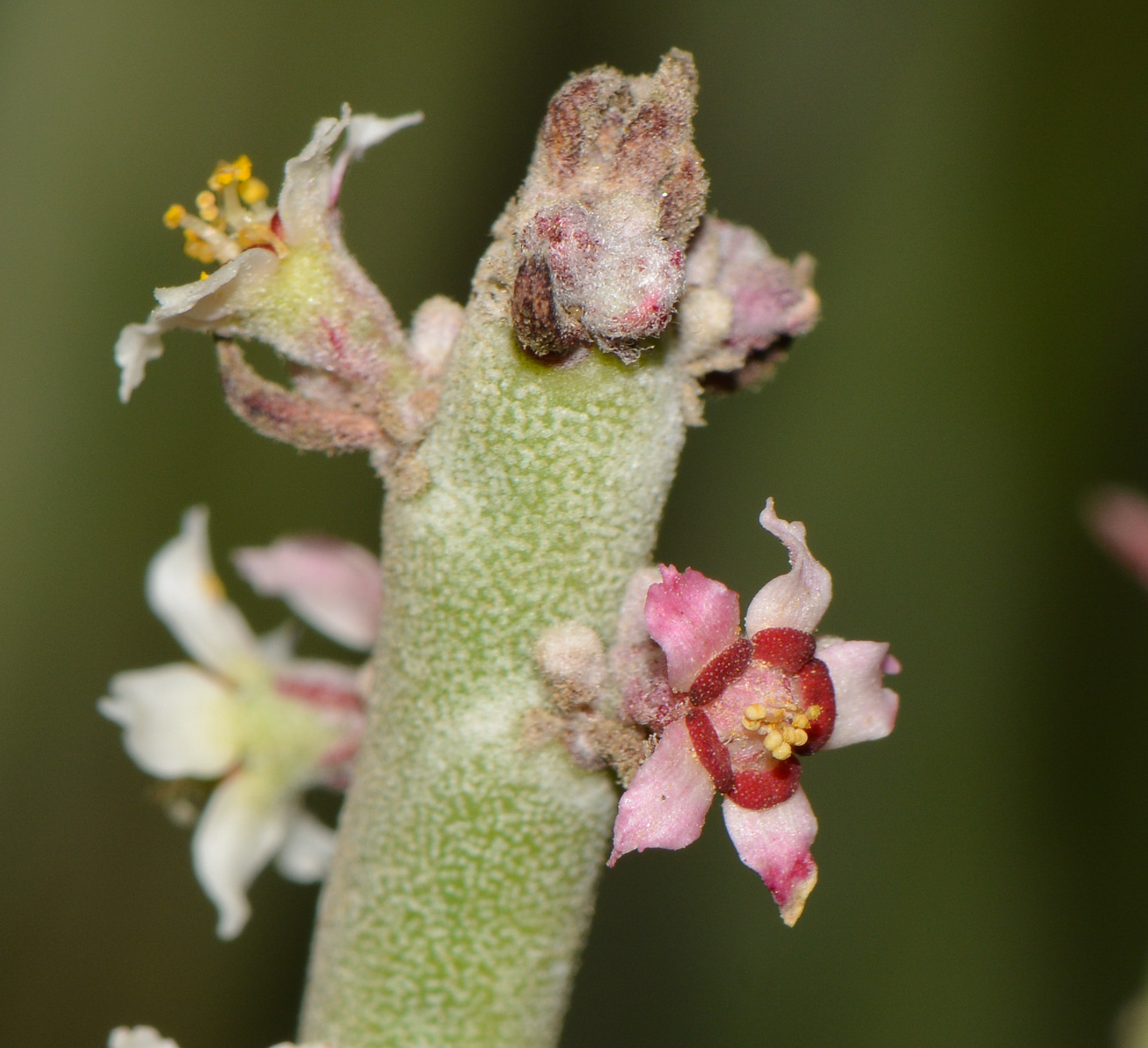 Image of Euphorbia antisyphilitica specimen.