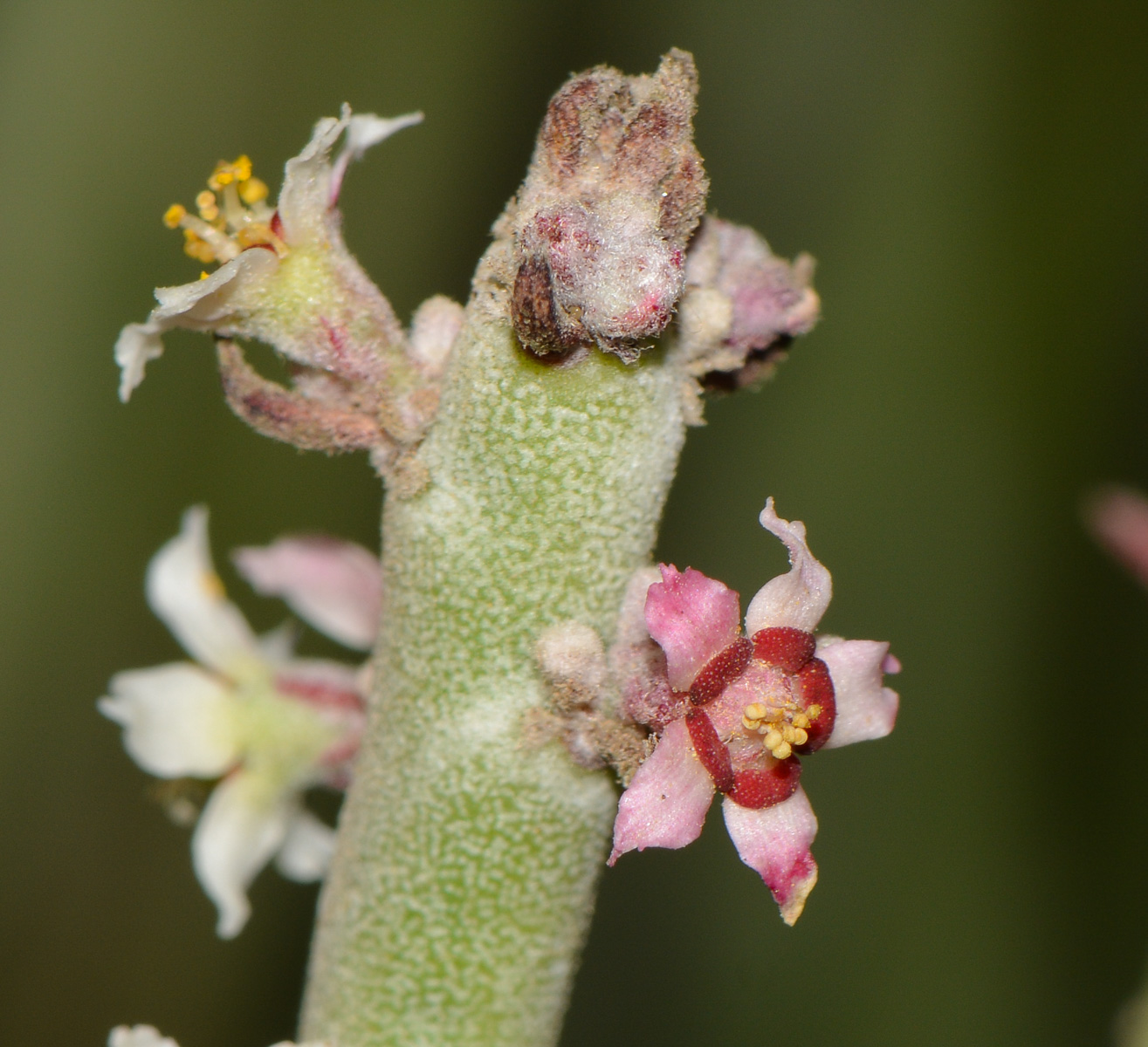 Изображение особи Euphorbia antisyphilitica.