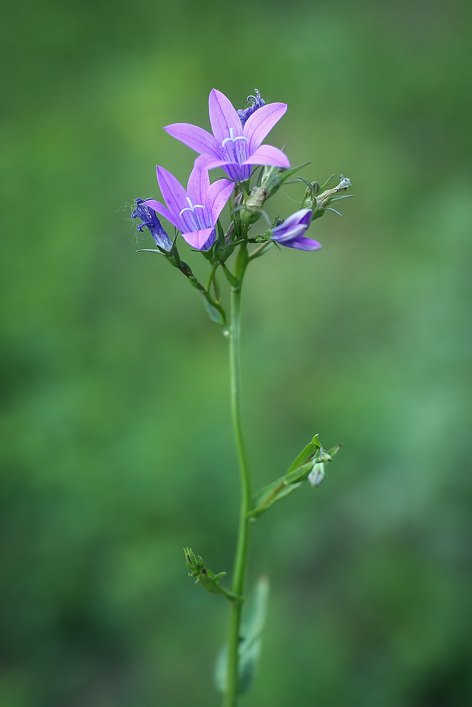 Image of Campanula patula specimen.