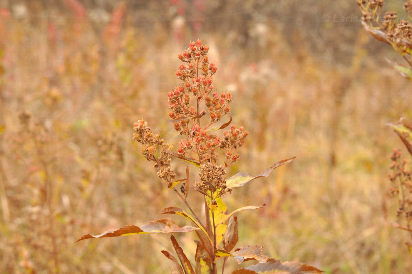 Image of Spiraea salicifolia specimen.