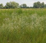 Lepidium latifolium. Заросли цветущих растений. Восточный Казахстан, Уланский р-н, окр.с. Украинка, луг. 10.07.2016.