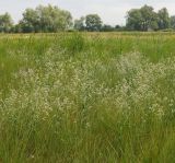 Lepidium latifolium