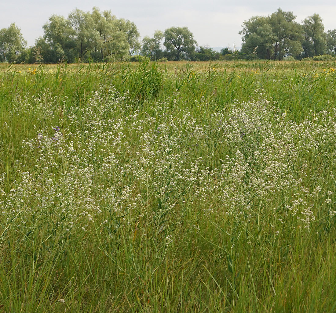 Изображение особи Lepidium latifolium.