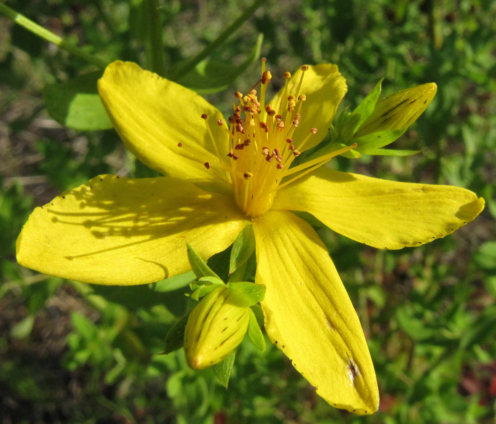 Image of Hypericum perforatum specimen.