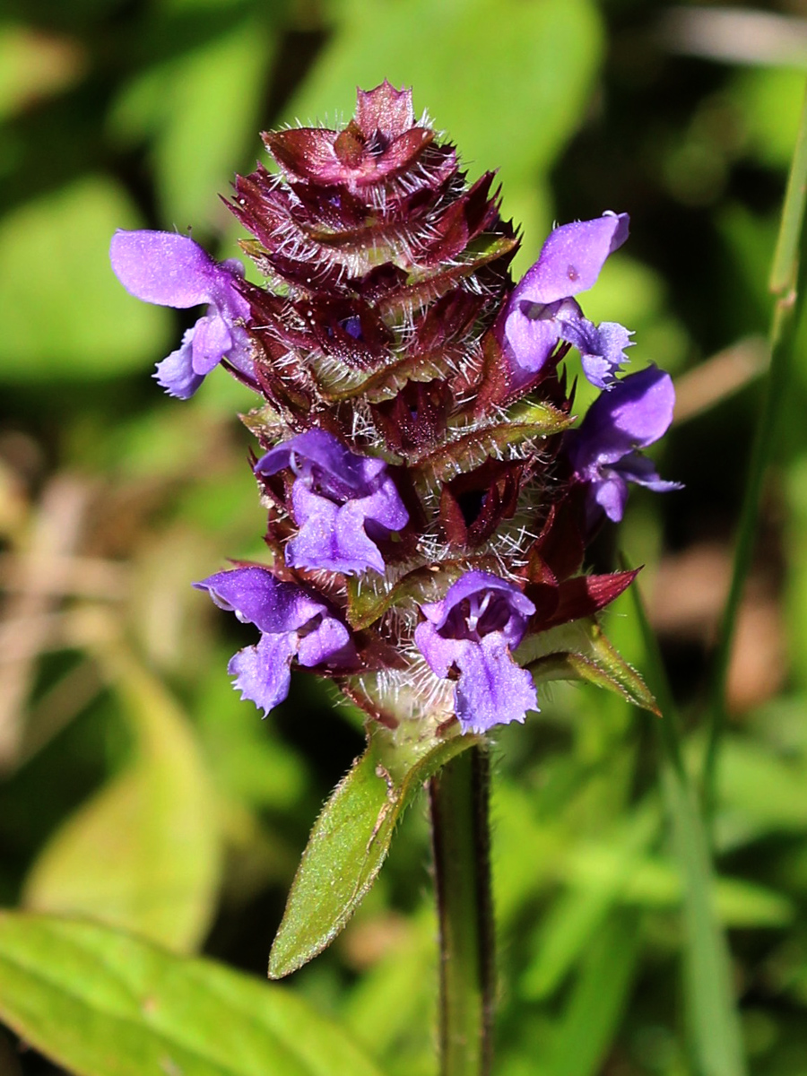 Изображение особи Prunella vulgaris.