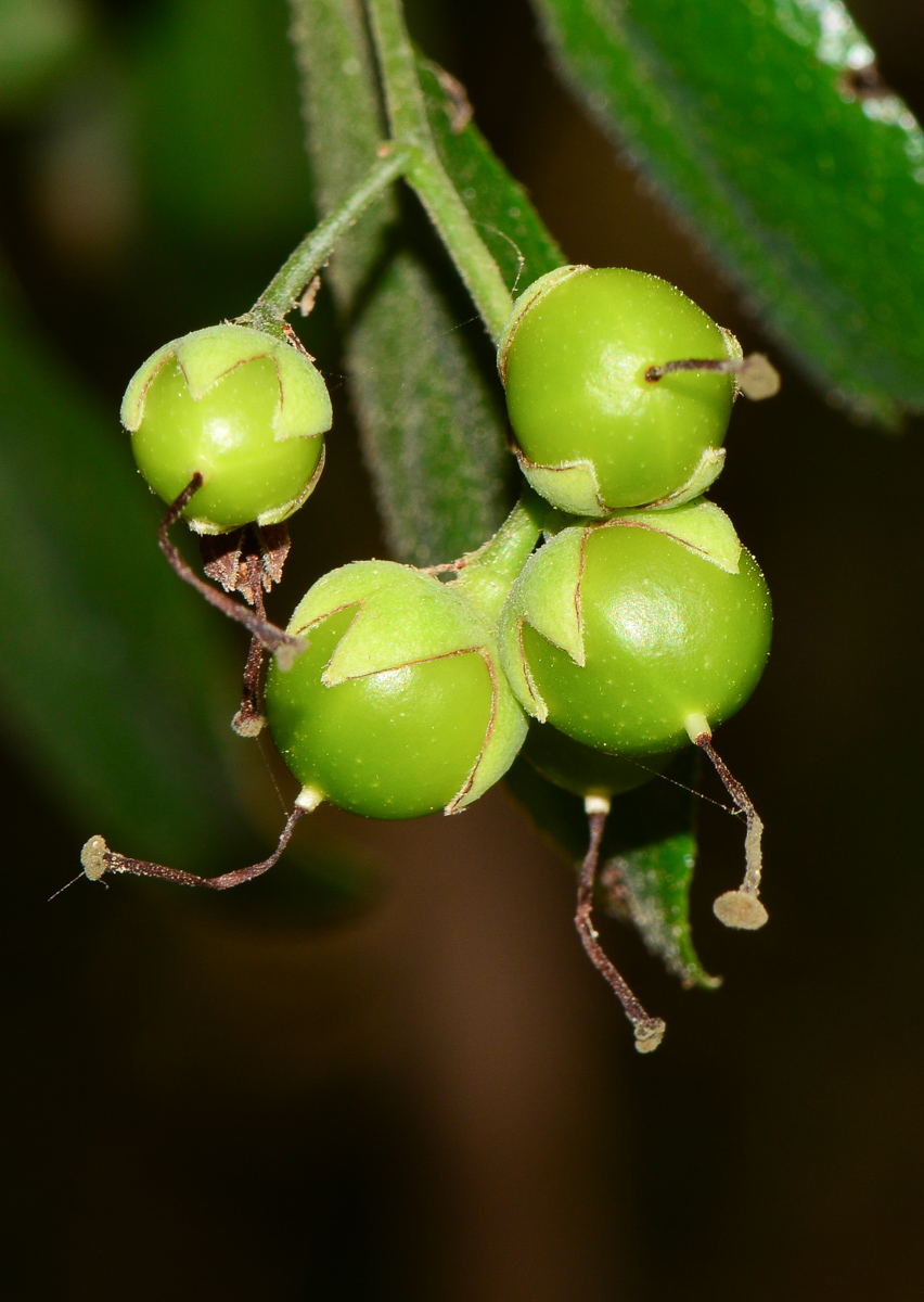 Image of Bourreria ovata specimen.