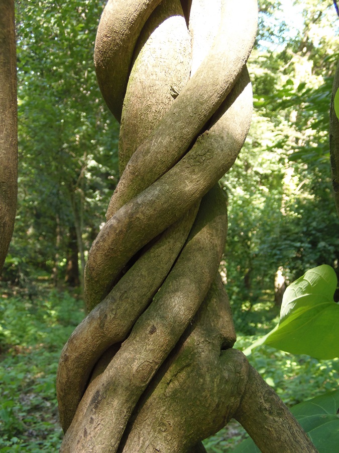 Image of genus Aristolochia specimen.