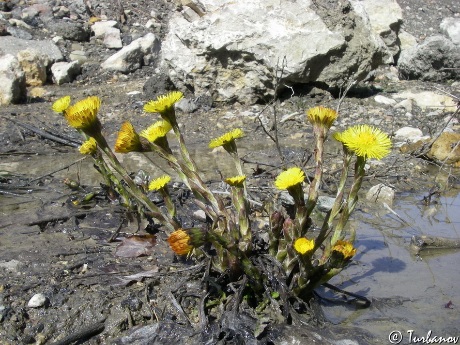 Image of Tussilago farfara specimen.