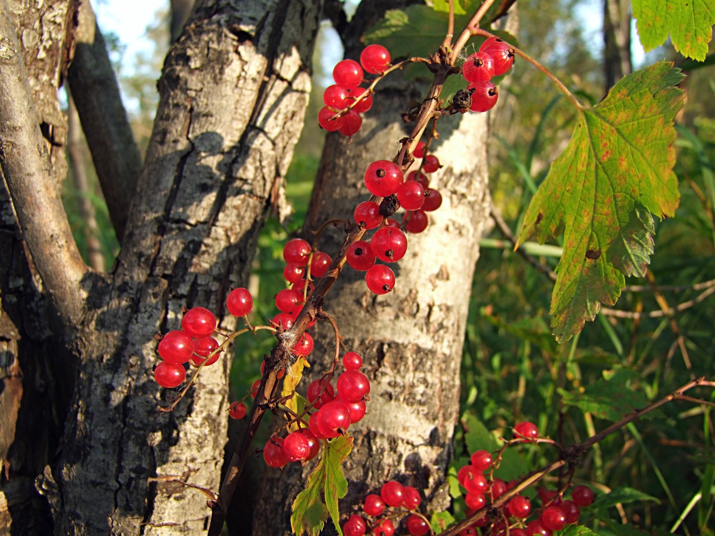 Image of Ribes triste specimen.