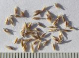 Deschampsia cespitosa