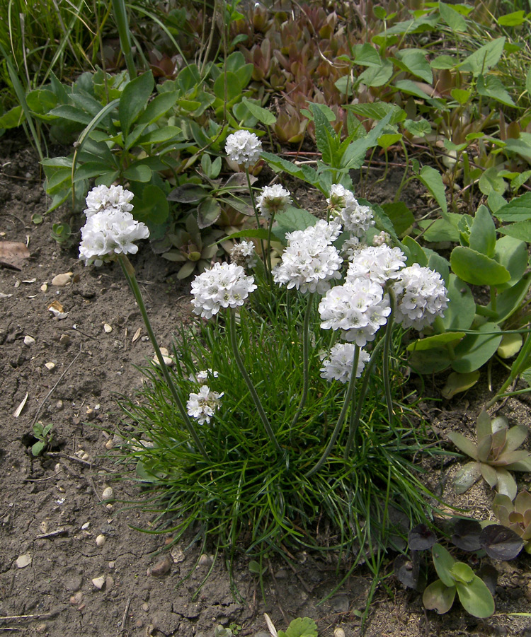 Image of Armeria maritima specimen.