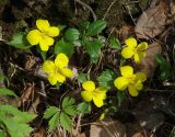 Viola uniflora