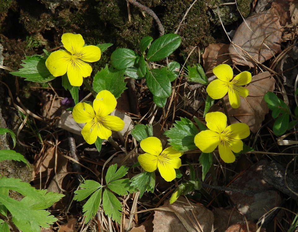 Изображение особи Viola uniflora.