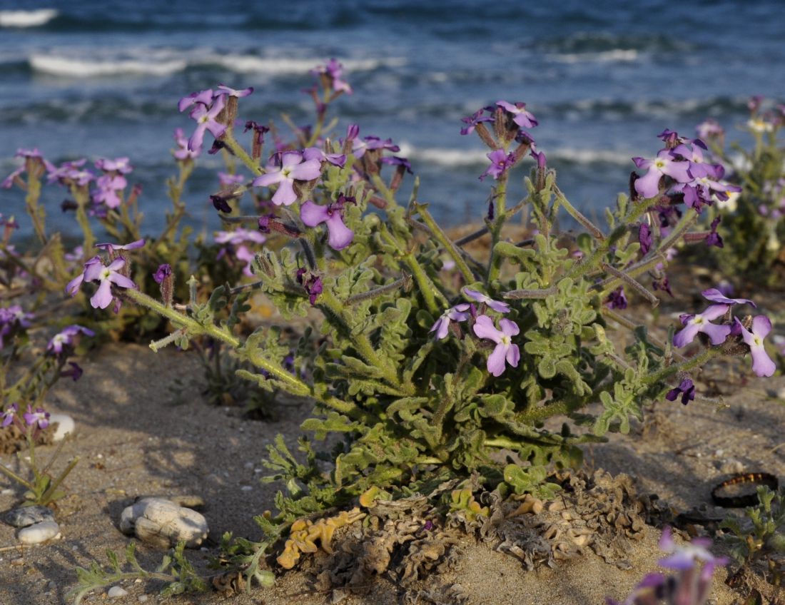 Изображение особи Matthiola tricuspidata.