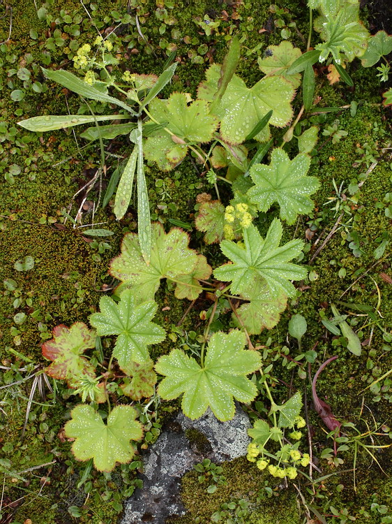 Изображение особи Alchemilla glomerulans.