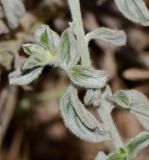 Heliotropium rotundifolium