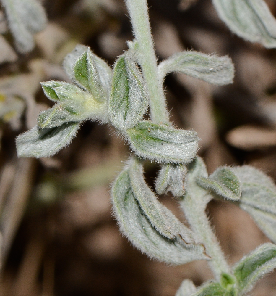 Image of Heliotropium rotundifolium specimen.