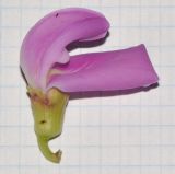 Image of taxon representative. Author is Татьяна Мальчинская