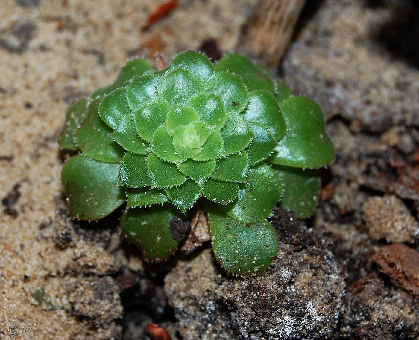 Image of genus Rosularia specimen.