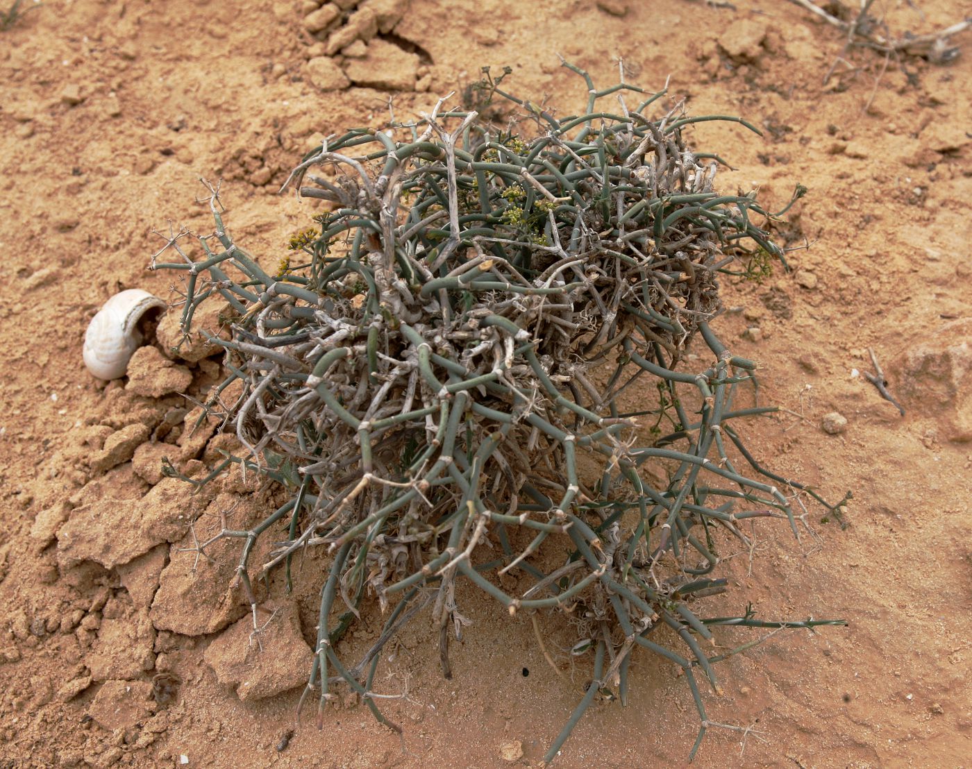 Image of Deverra tortuosa specimen.